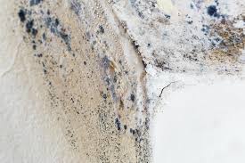 Environmental Consulting for Mold Prevention in Allen, TX